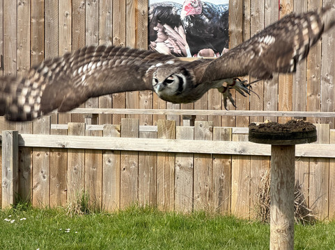 Millets Farm Falconry Centre-弗里福德希斯必去景点