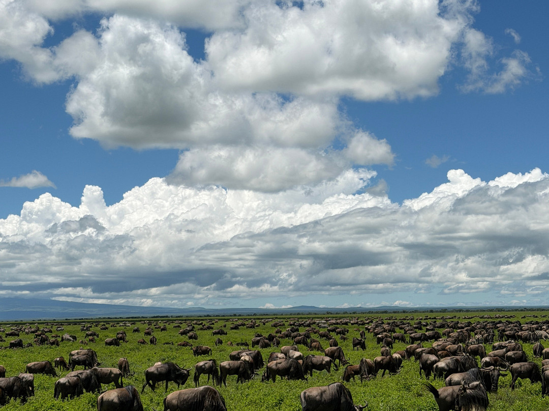 Serengeti Silence - A Tour Operator-阿鲁沙必去景点
