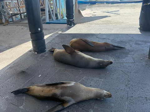 Scuba Iguana-阿约拉港必去景点