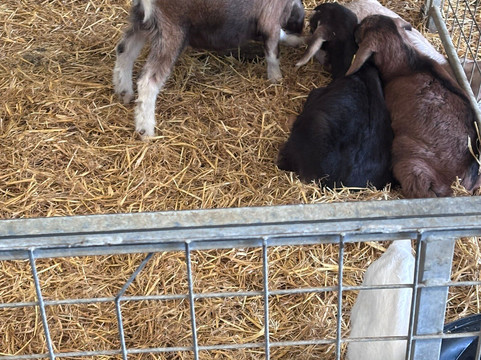 Longdown Activity Farm-Ashurst必去景点