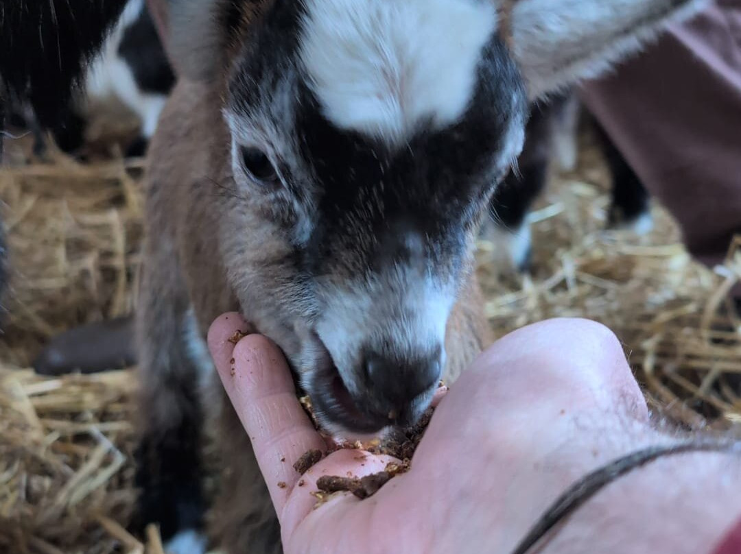 Kinedale Donkeys-Ballynahinch必去景点