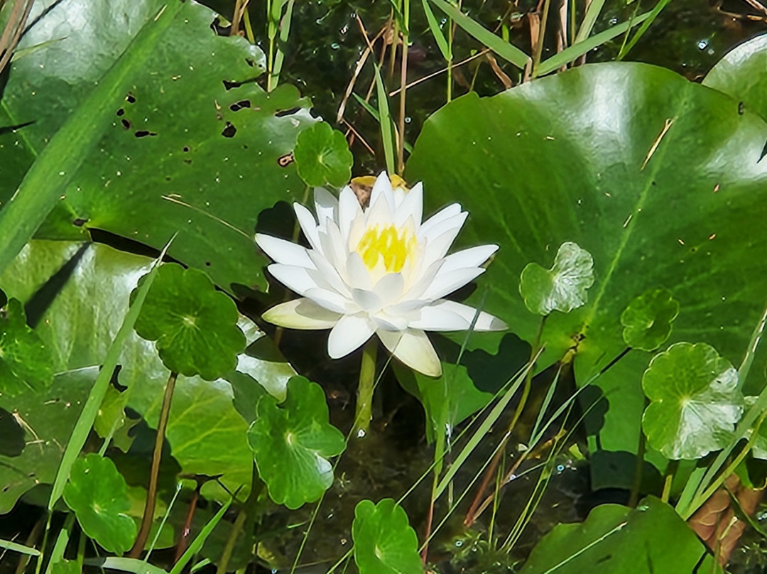 Okefenokee Swamp Park-Waycross必去景点