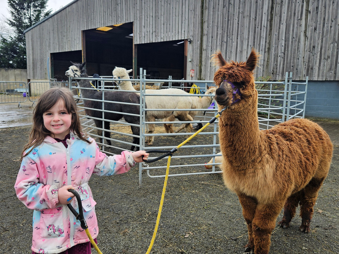 Cheshire Alpacas-Antrobus必去景点