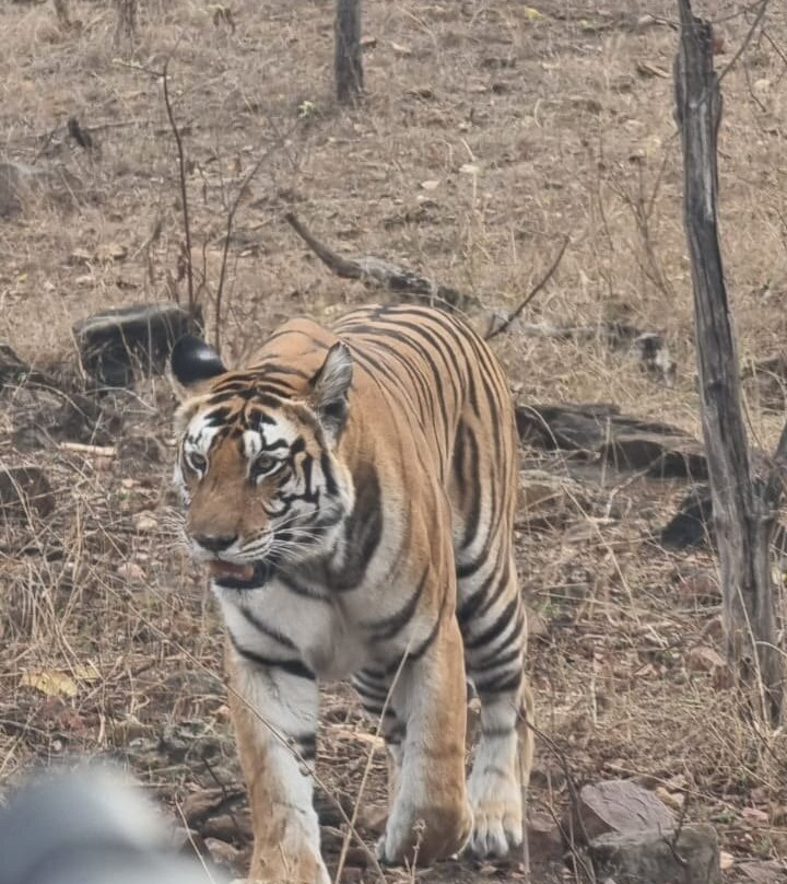 Panna National Park-Panna District必去景点