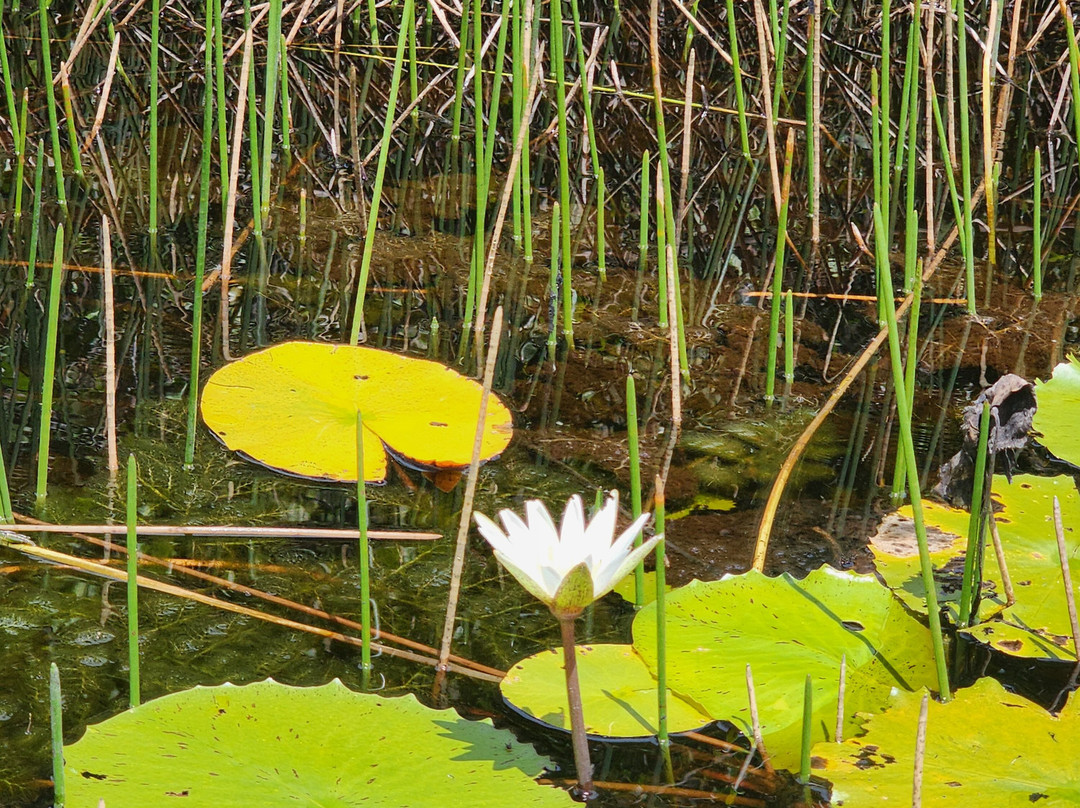 Fazenda Marimbus-迪亚曼蒂那国家公园必去景点