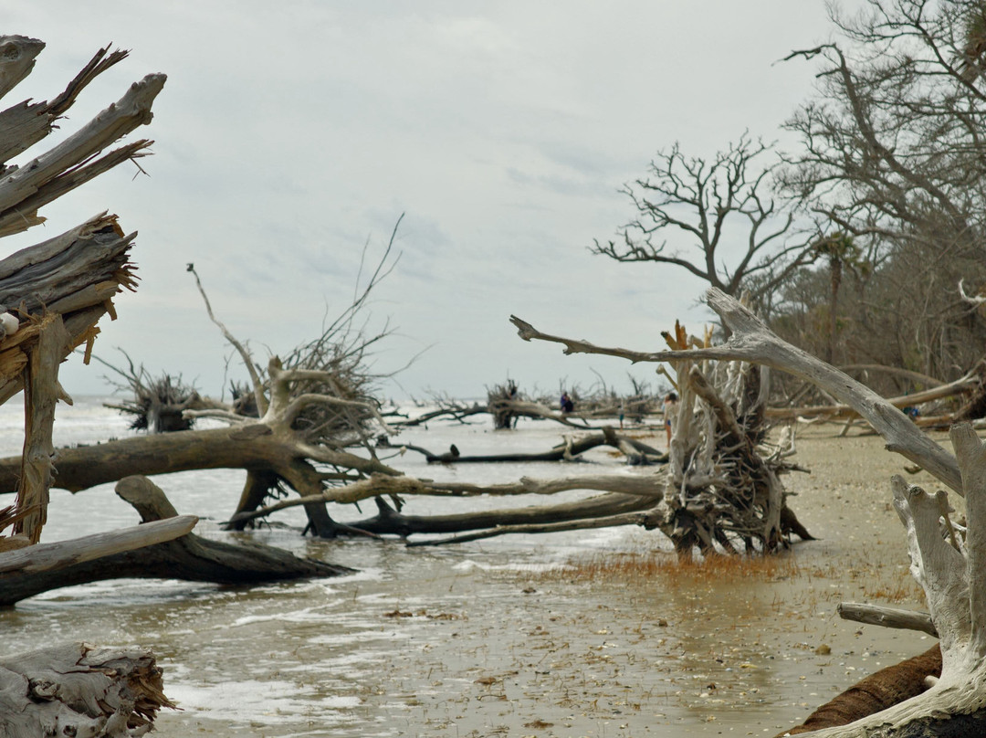 Driftwood Beach-埃迪斯托艾兰必去景点