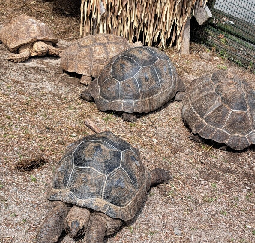 Safari Park-Pombia必去景点