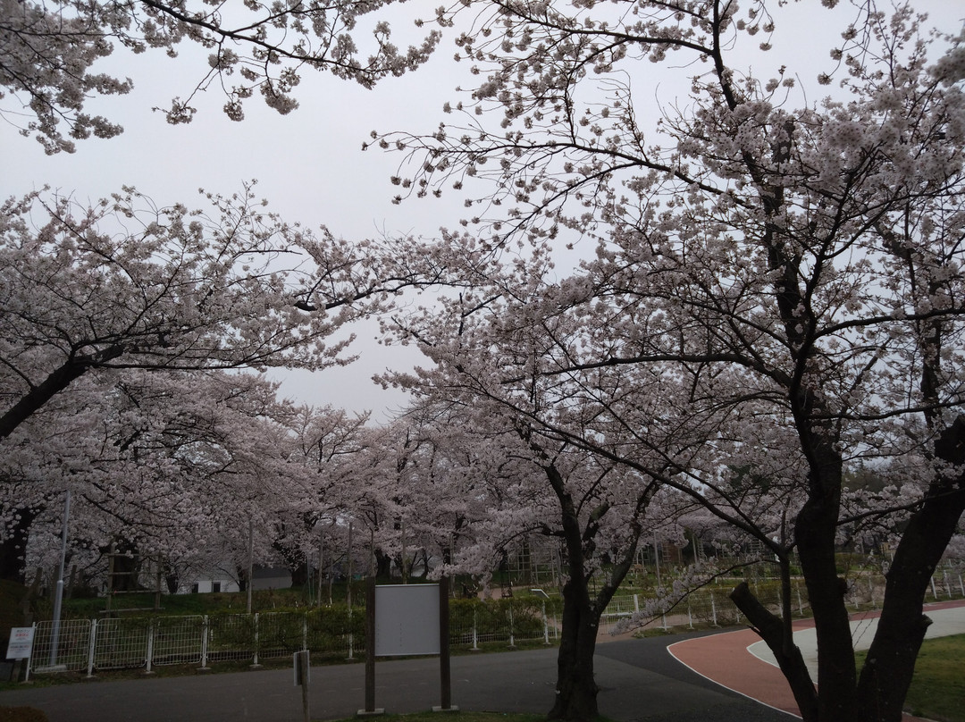 Kaiseiyama Park-郡山市必去景点