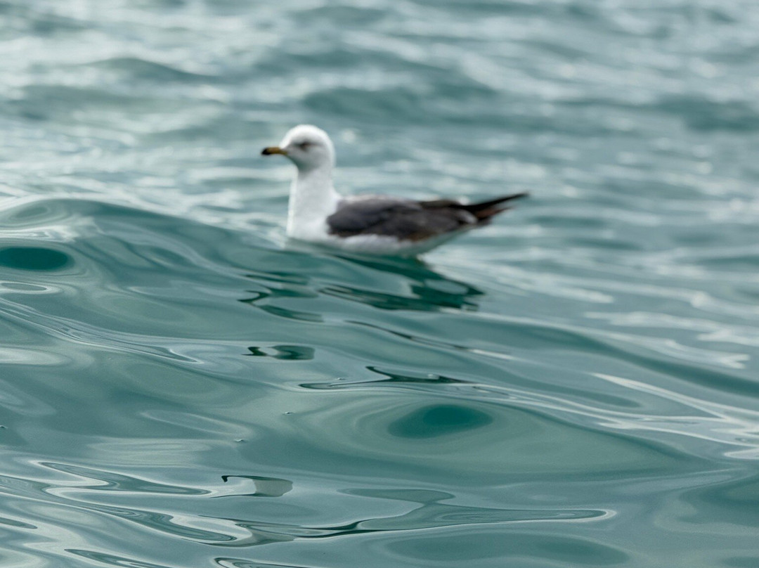 Noleggio Nautico Shark Bay-Parghelia必去景点