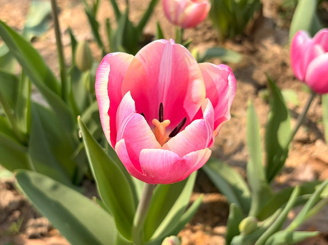 Tulipani Italiani Arese-阿雷塞必去景点