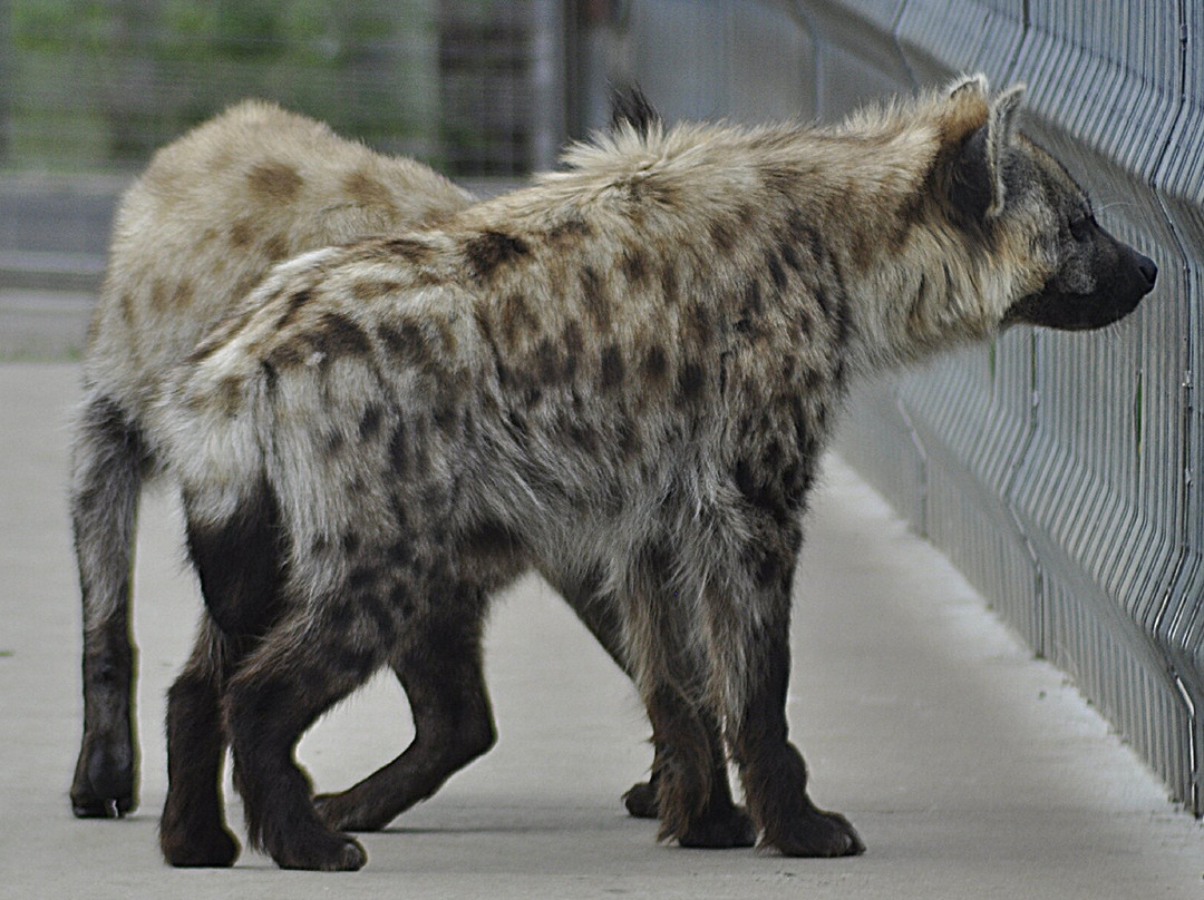 Wolds Wildlife Park-Horncastle必去景点