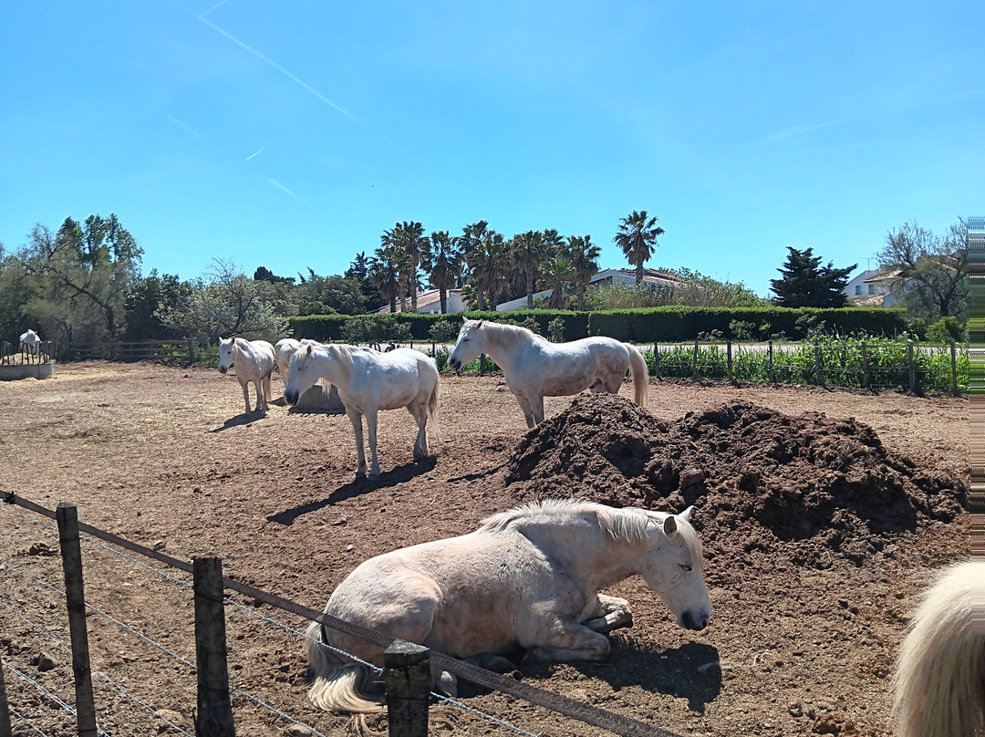 Centre Equestre Crin Blanc-滨海圣玛丽必去景点
