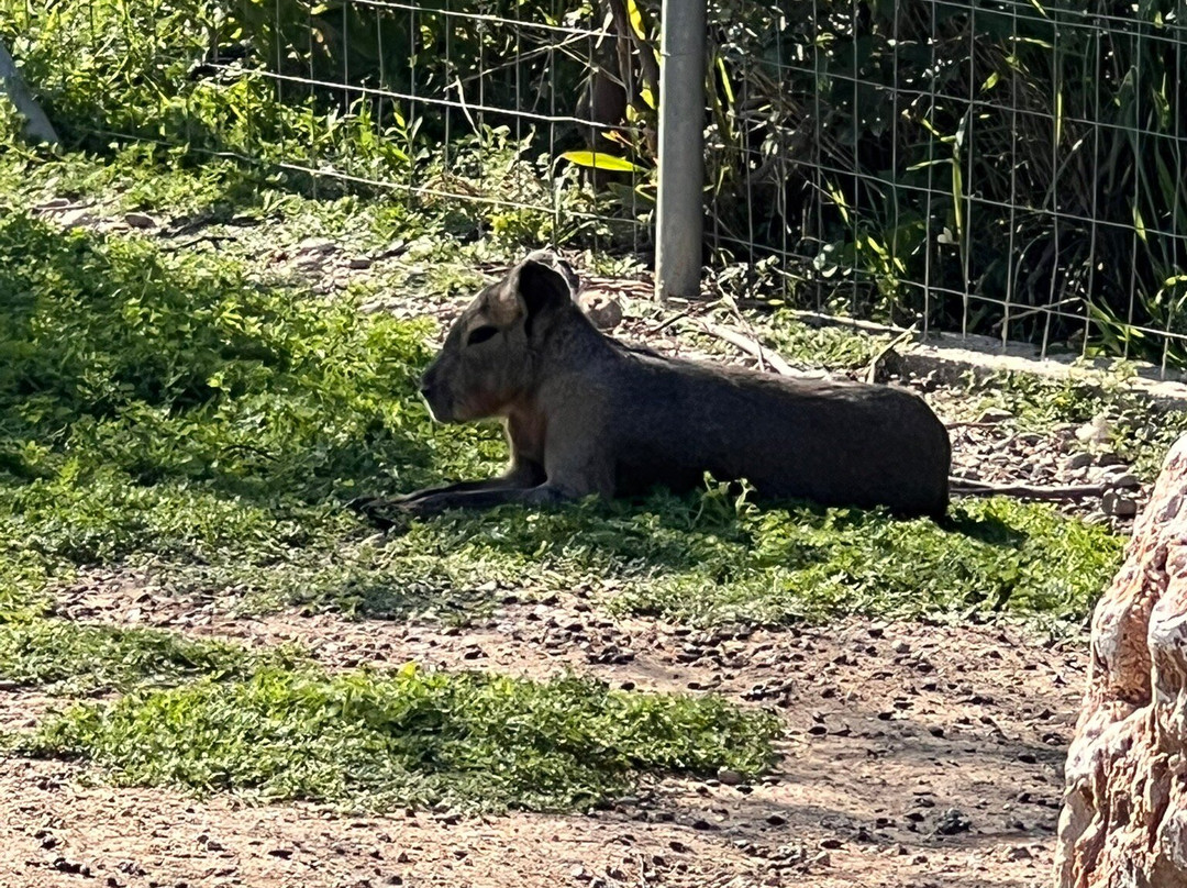 Farma of Rhodes Petting Zoo-罗德斯必去景点