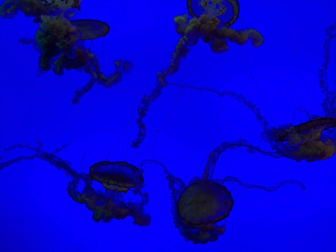 里普利水族管-美特尔海滩必去景点