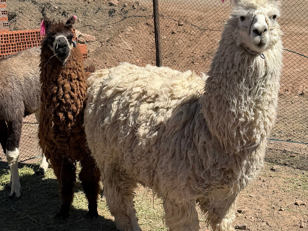 Andes Salt Expeditions Tour Operator-乌尤尼必去景点