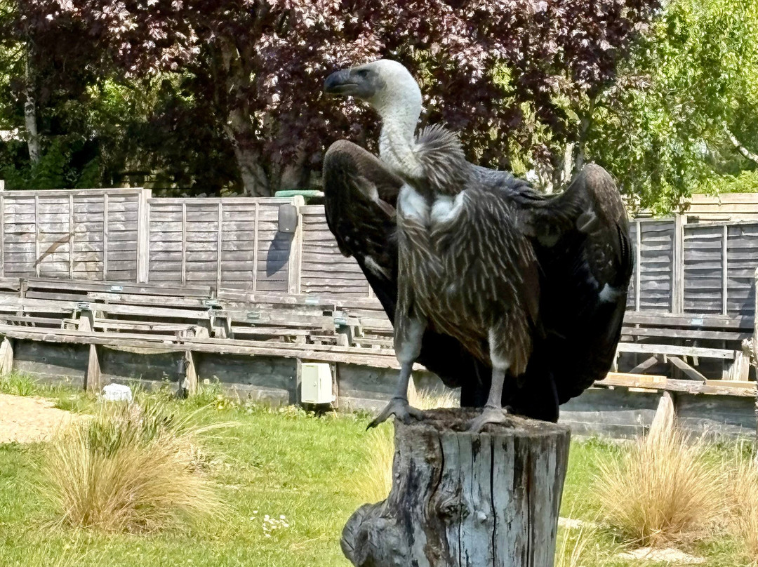 Hawk Conservancy Trust Bird of Prey Centre-Andover必去景点