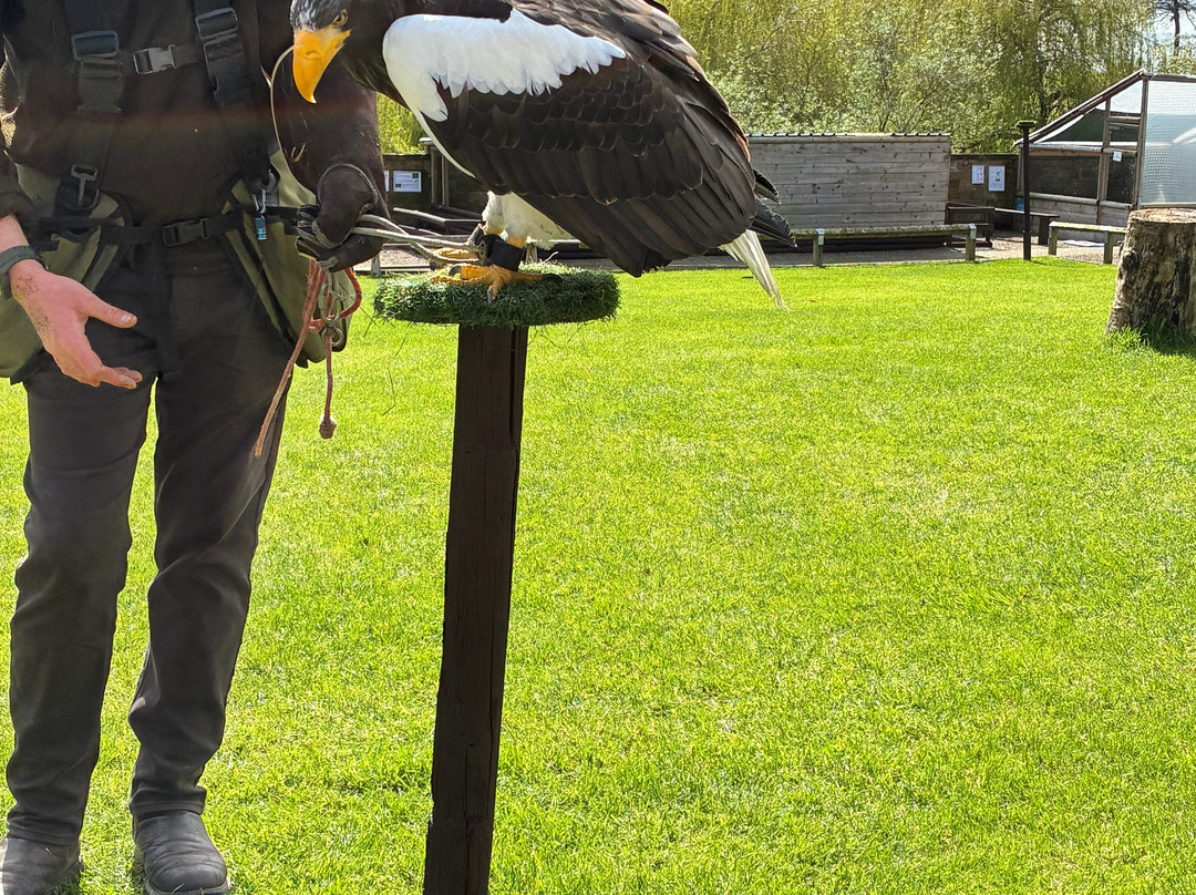 Thirsk Birds Of Prey Centre-瑟斯克必去景点