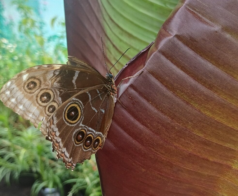 Guys Butterfly House-St Hilary必去景点