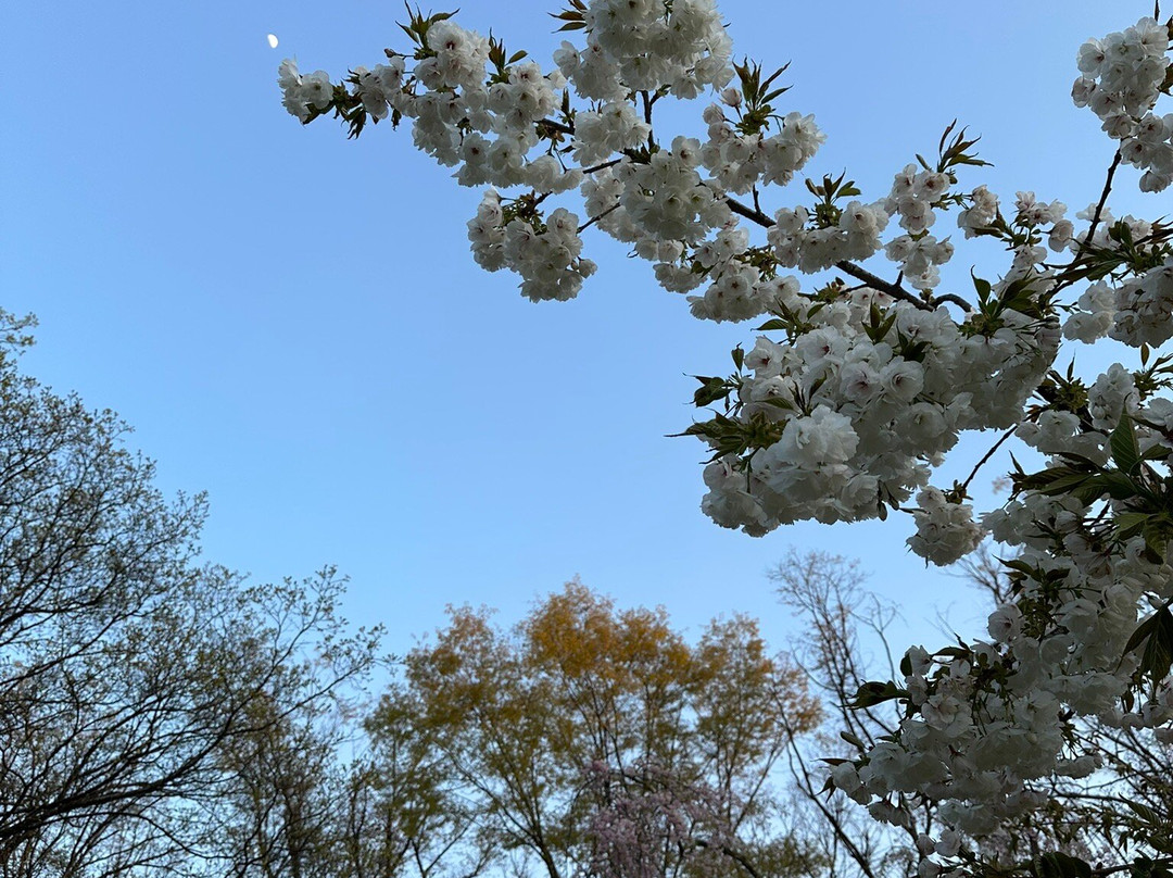 Hirosaki Cherry Blossom Festival-弘前市必去景点