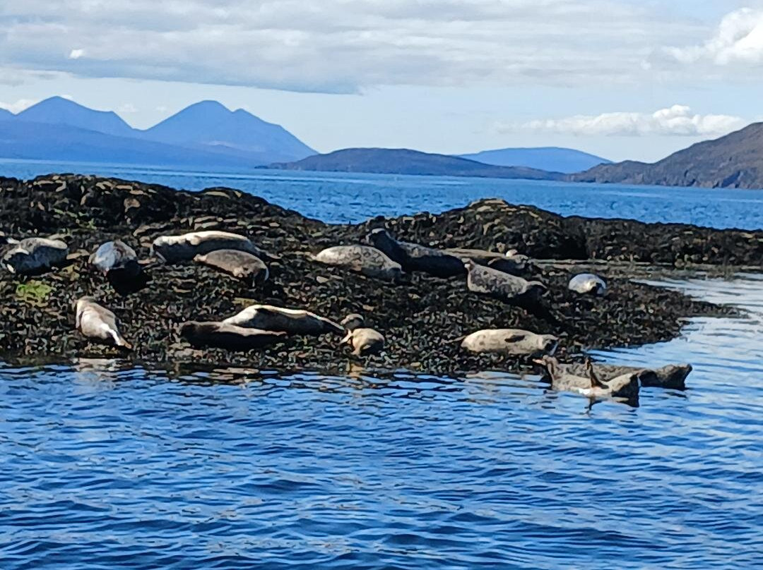 Calum's Seal Trips-Plockton必去景点
