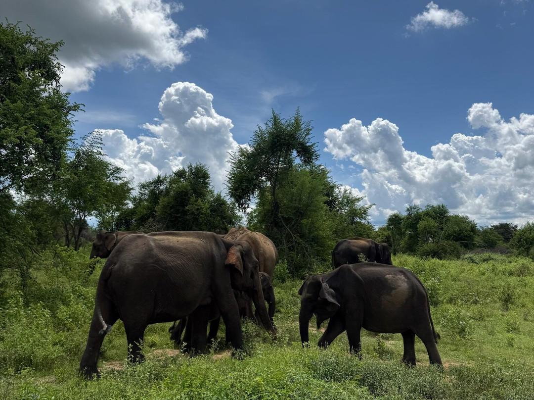 Udawalawe Lahiru Safari Guide Tours-乌达瓦拉维国家公园必去景点