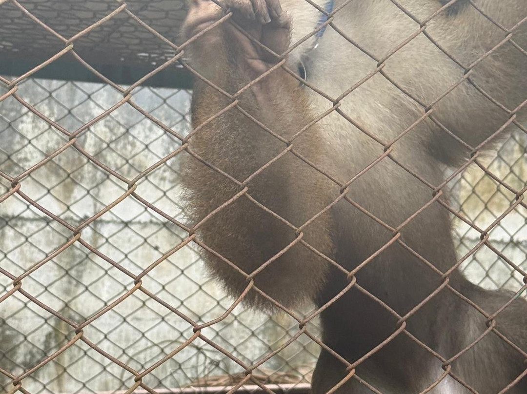 Samui Monkey Centre-利巴诺伊必去景点