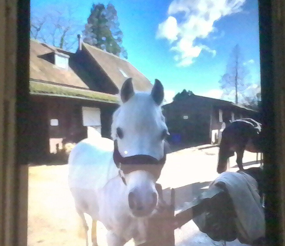 Tremaines Riding Stables-Horsted Keynes必去景点