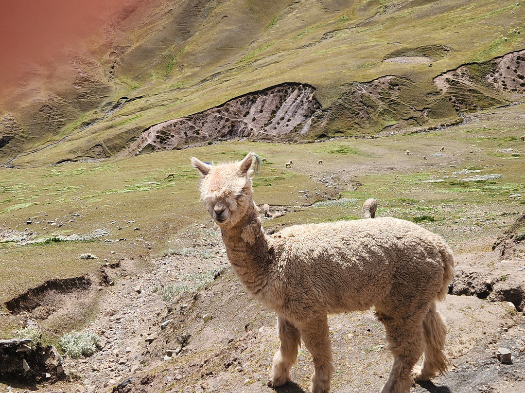 Peru Private Tours-库斯科必去景点