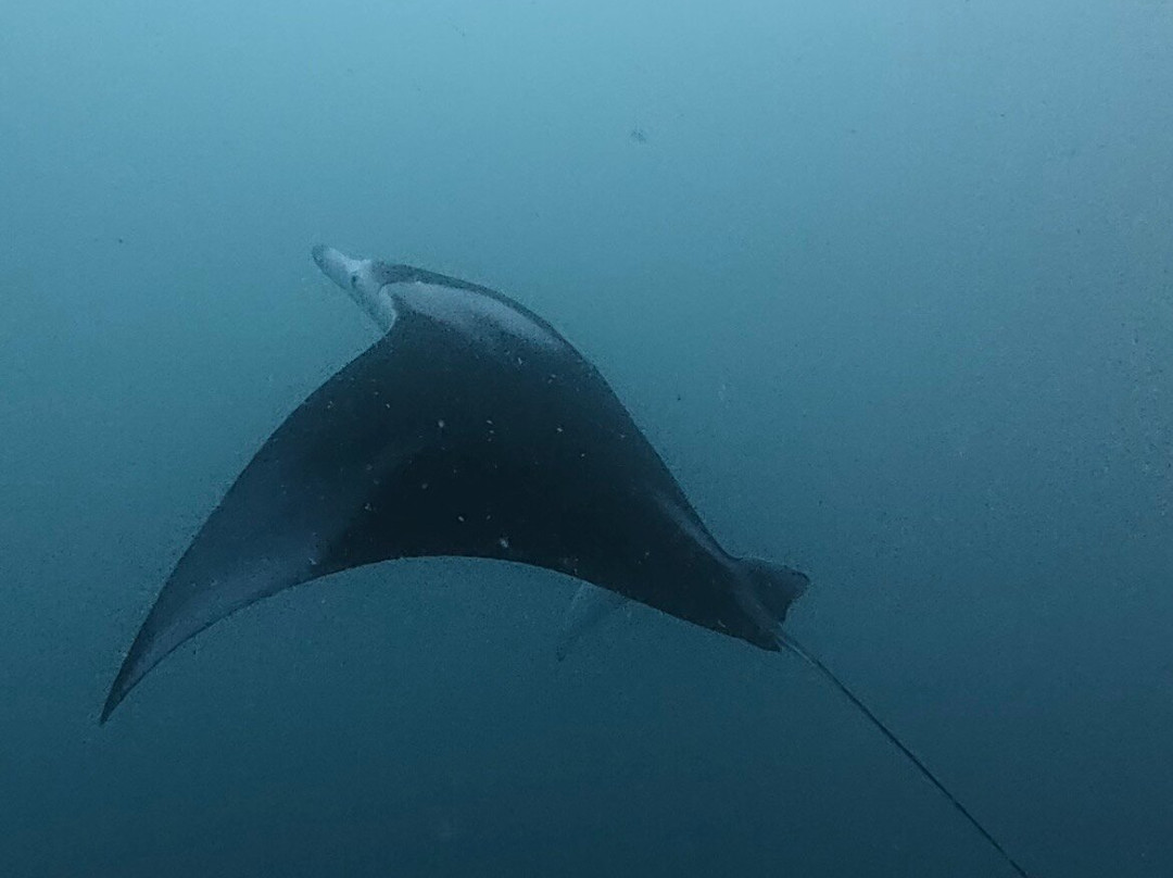 Diving Bluetribe Moofushi-南阿里环礁必去景点
