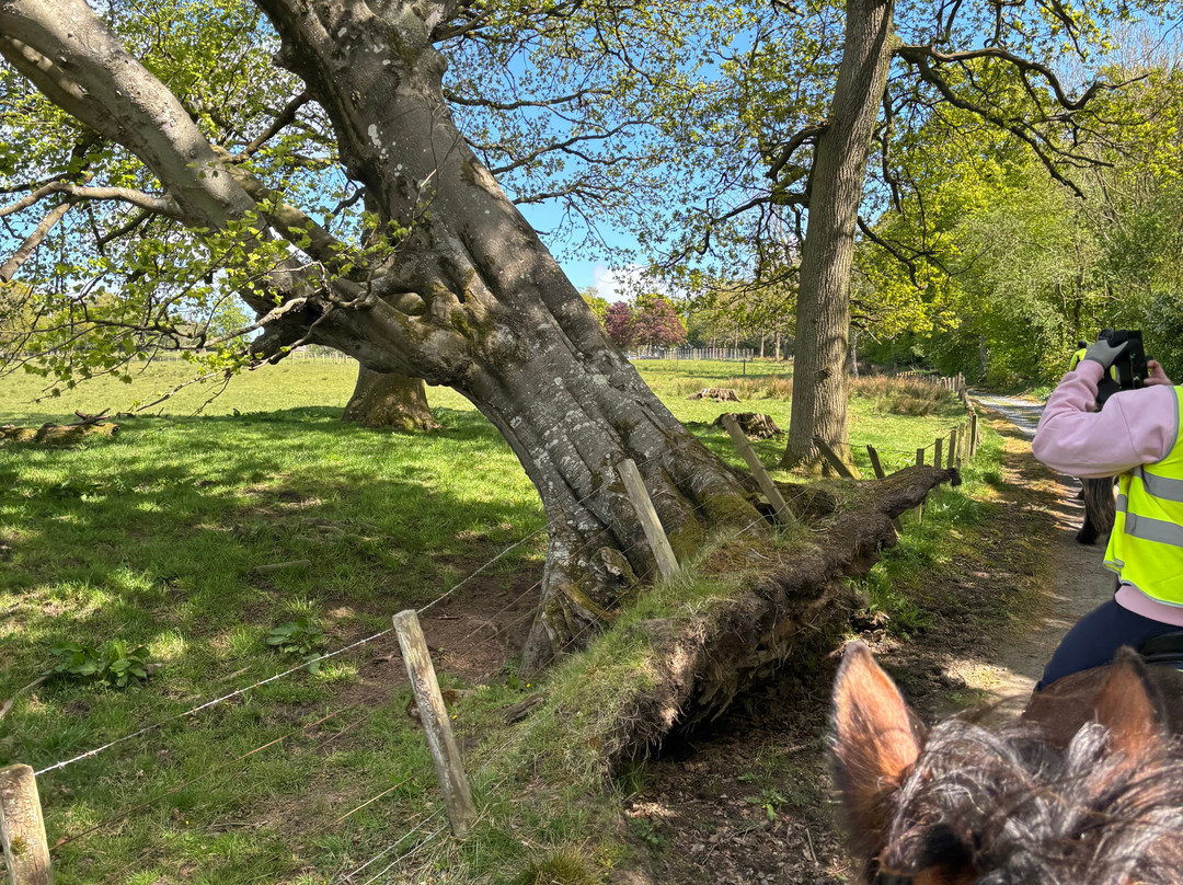 Blackstone Clydesdales Experience-Cumnock必去景点