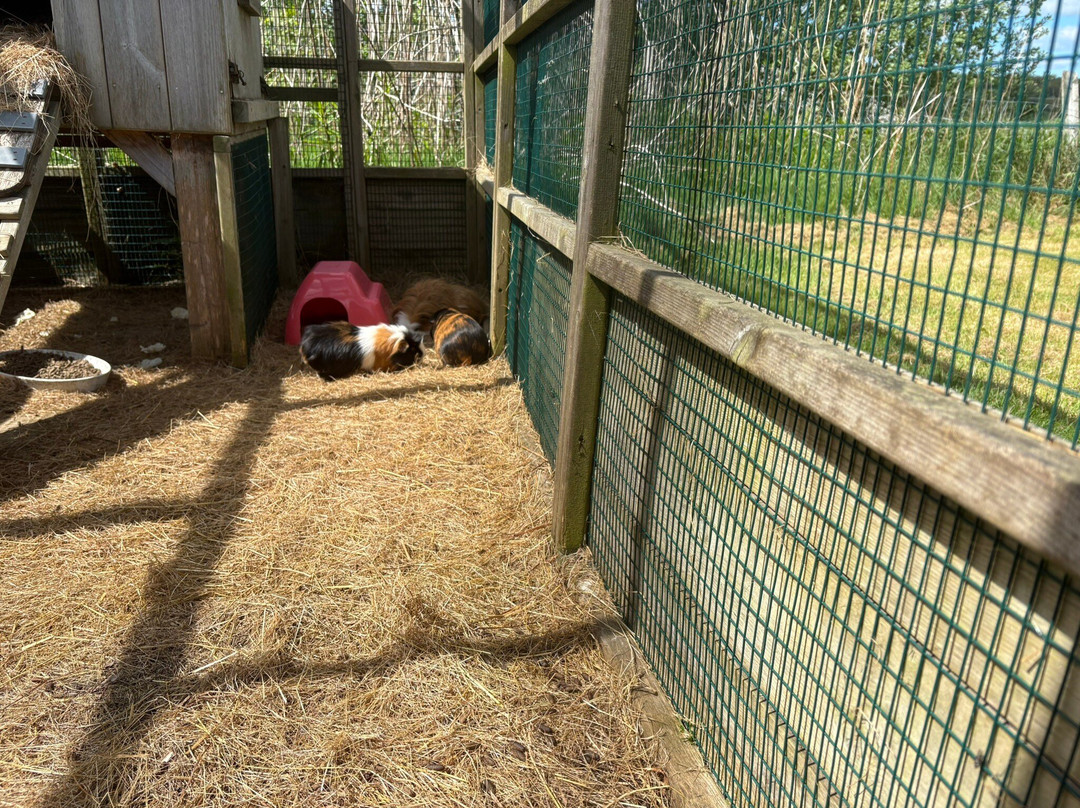 Gigrin Farm Red Kite Feeding Centre-Rhayader必去景点