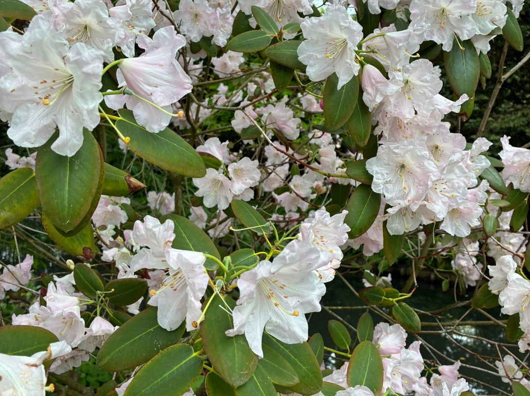 Taman Arboretum Trompenburg-鹿特丹必去景点