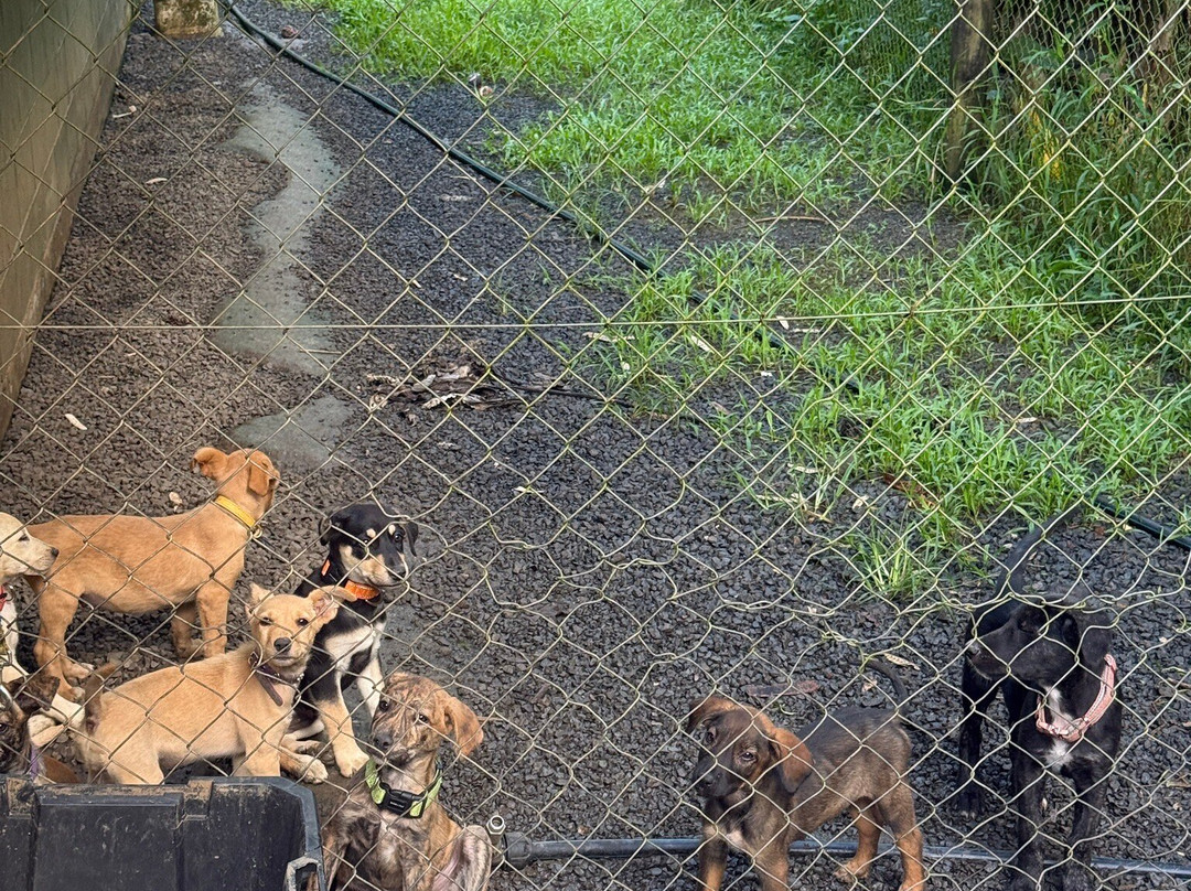 Waggy Tail Walking Experience-Vaimaanga必去景点