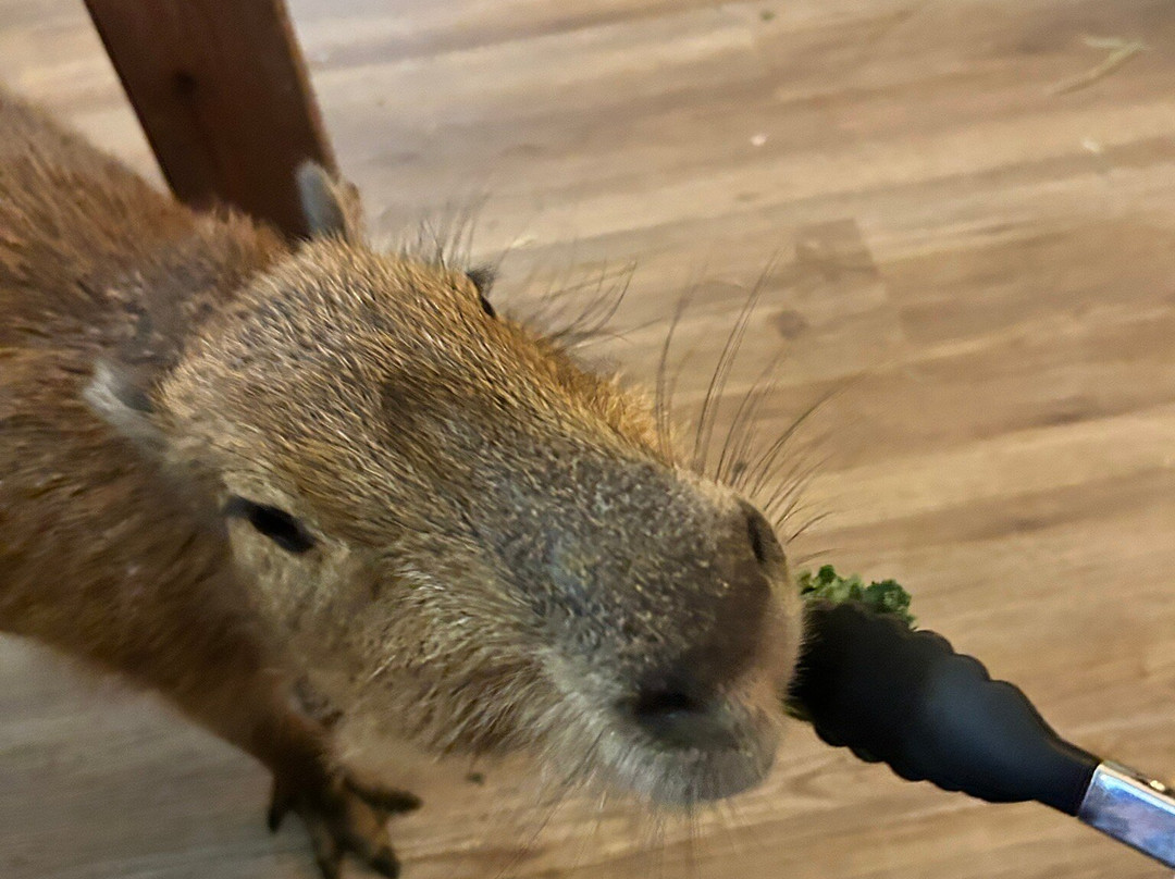 Capybara Cafe-Saint Augustine Beach必去景点