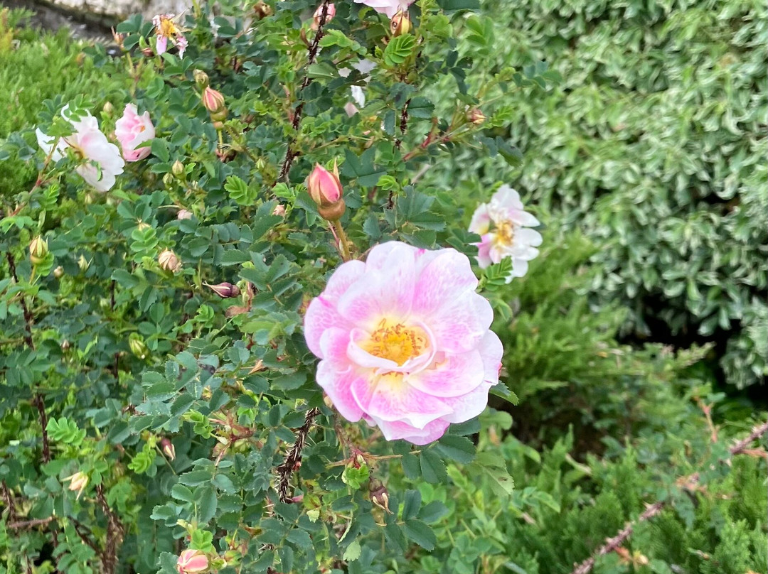 Fullers Mill Garden-West Stow必去景点
