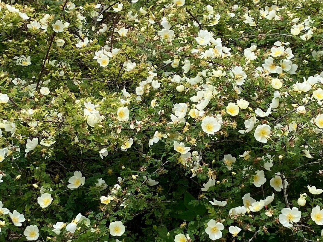 Fullers Mill Garden-West Stow必去景点