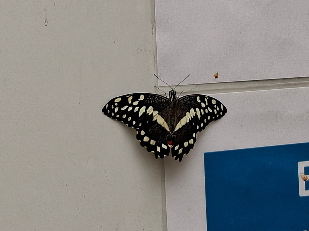 Butterfly House Sardegna-Olmedo必去景点
