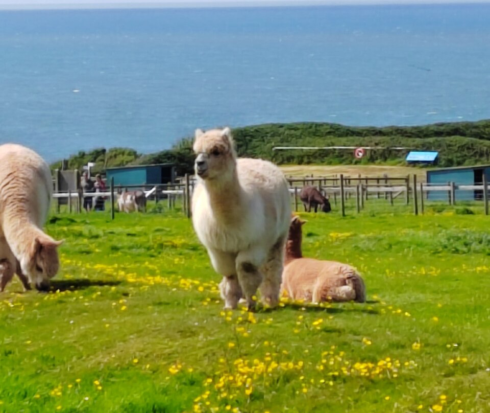 Cardigan Island Coastal Farm Park-Cardigan必去景点
