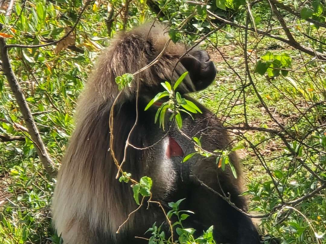 Liyu Ethiopia Tours-亚的斯亚贝巴必去景点