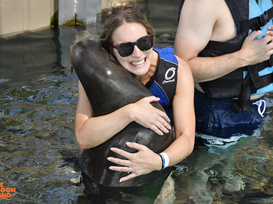 Sea Lion Encounter at Blue Lagoon-拿骚必去景点