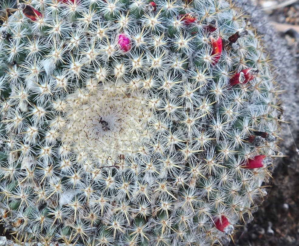 Bevans Black Opal & Cactus Nursery-Lightning Ridge必去景点