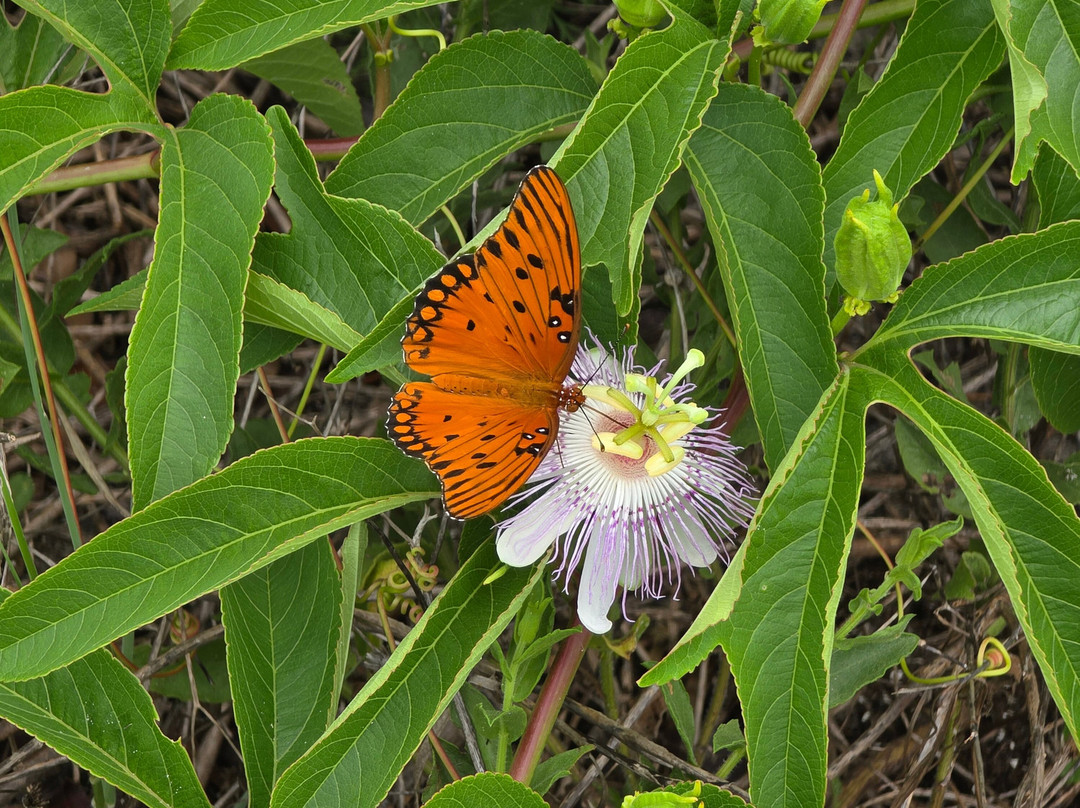 Little Talbot Island State Park-杰克逊维尔必去景点