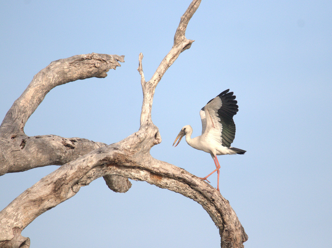 Madushan Wild Life Safari YALA SRI LANKA-蒂瑟默哈拉默必去景点