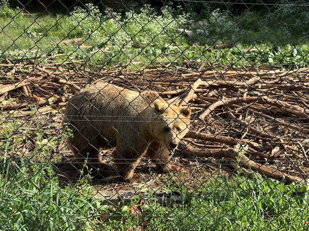 Bear Sanctuary-Kuterevo必去景点