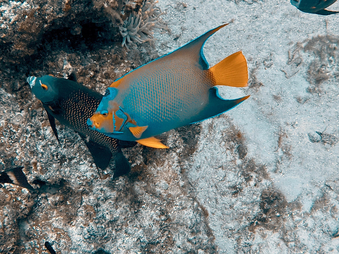 Scuba Life Cozumel-San Miguel de Cozumel必去景点