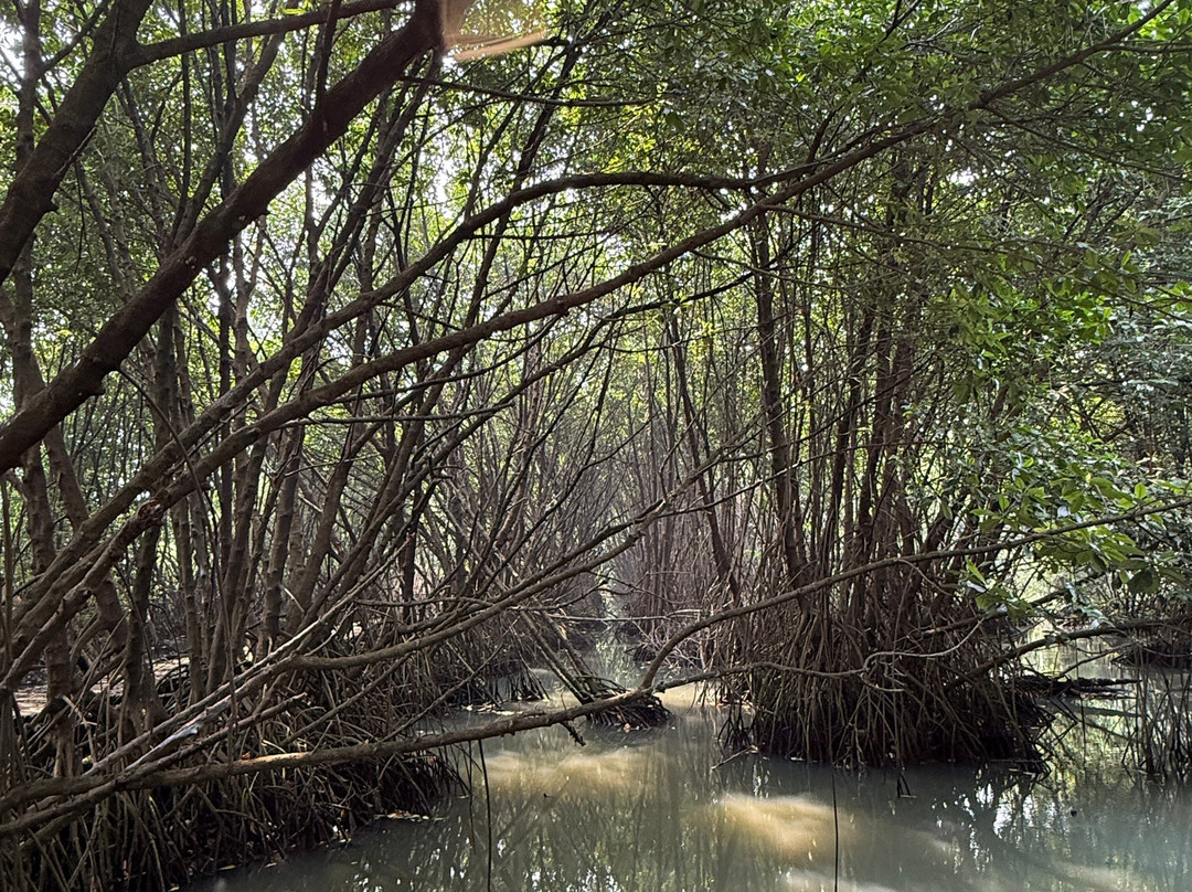 Mangrove Forest-雅加达必去景点