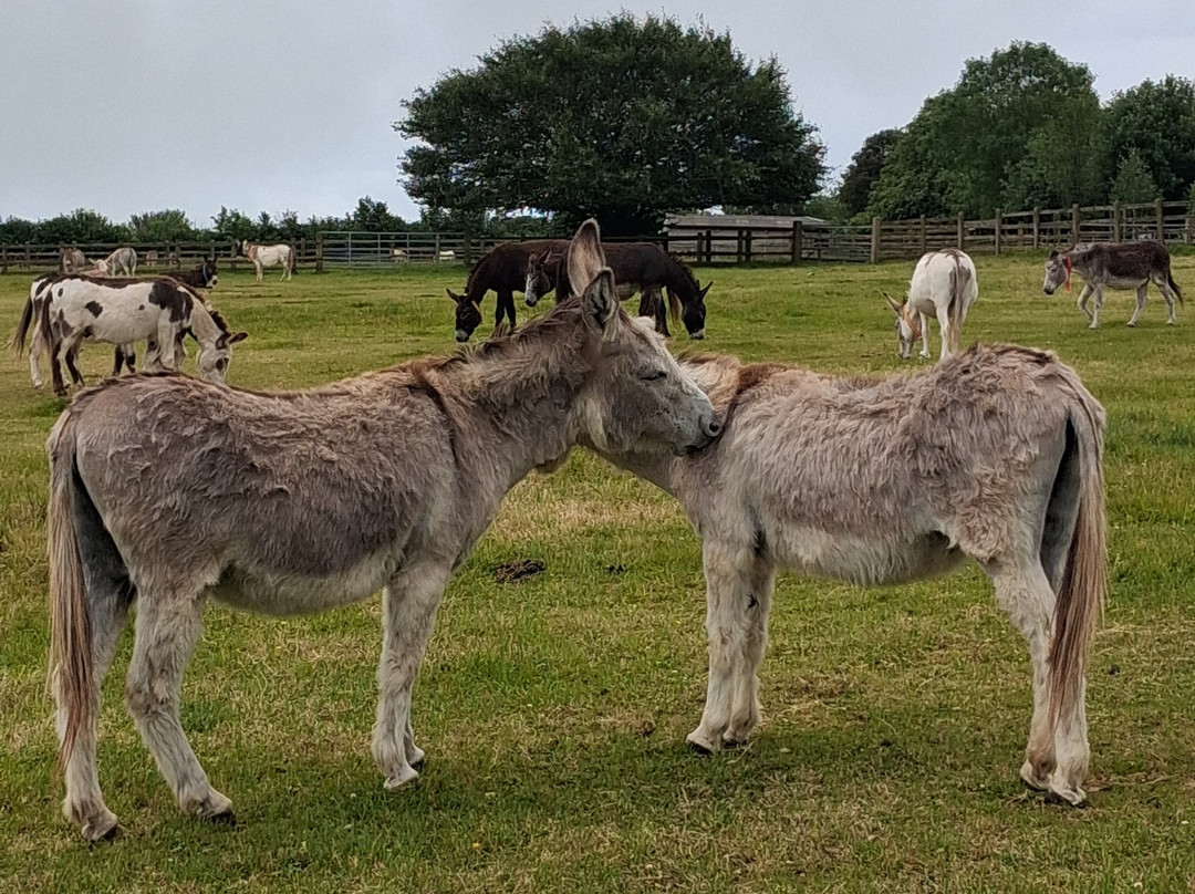 The Donkey Sanctuary-西德茅斯必去景点