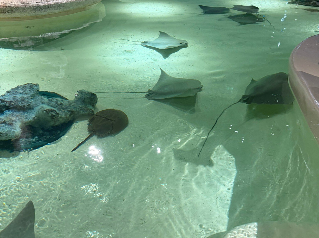 Daytona Aquarium & Rainforest Adventure-代托纳比奇必去景点