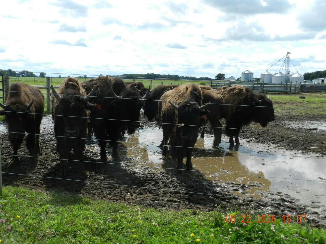 White Oaks Bison Farm-Rochester必去景点