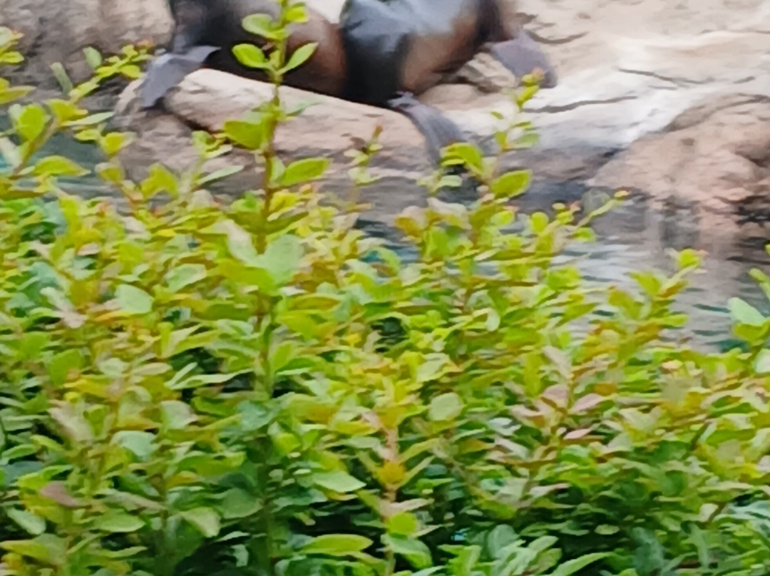 Bronx Zoo-布朗克斯必去景点